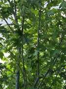 Maple Tree
