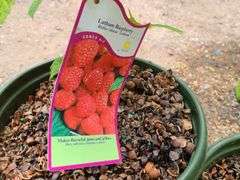 2) Latham Raspberry