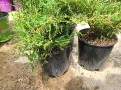 3)Andorra Juniper
