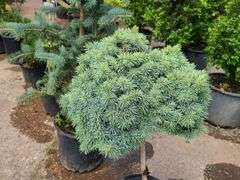 Dwarf Alberta Pom Pom Spruce