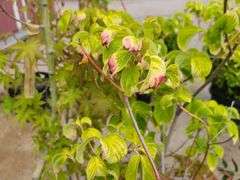 2) Aurora Hybrid Dogwood