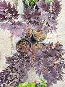 4) Actaea Black Negligee