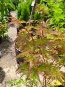Radiant Japanese Maple