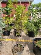 Cedar