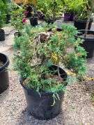 Juniperus Hor Blue Chip, Marmalade Pontenilla