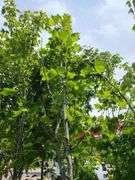 London Planetree