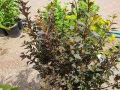 2) Little Devil Ninebark