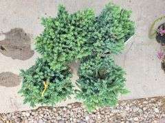 4) Blue Star Juniper