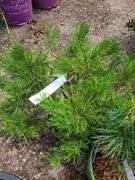 Mugo Pine, Western White Pine