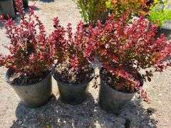 3) Barberry Bushes