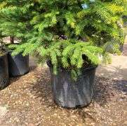 Black Hills Spruce