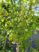Red Oak