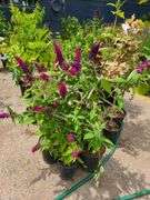 4) Blue Chip Butterfly Bush