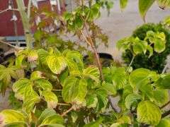 2) Aurora Hybrid Dogwood