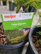 4) False Cypress