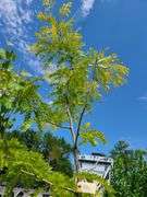 Sunburst Honeylocust