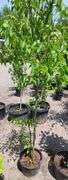 Pyrus Calleryana