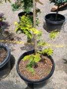 Graci Cypress
