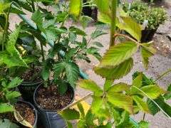 2) Apache Thornless Blackberry