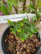 Pyrus Autumn Blaze, Cheyenne Privet