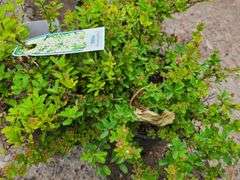 3) Snowmound Spirea