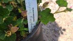 2) Creeping Raspberry