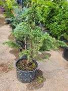 Cedar