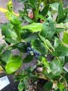 Blueberry Plant