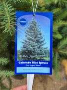 2) Colorado Blue Spruce