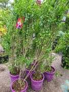 6) Ligustrum Ovalifolium (California Privet)