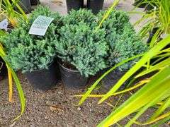 6) Blue Star Juniper