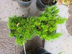 2) Dwarf Mugo Pine