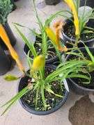 4) Hemerocallis Happy Returns