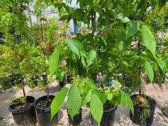 American Hornbeam Tree