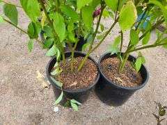 2) Redtwig Dogwood