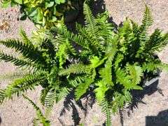 3) Western Sword Fern