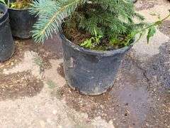 Colorado Blue Spruce