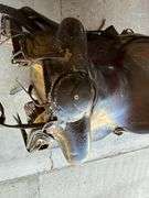 Leather Saddle
