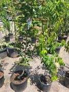 2) Vine Maples