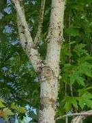 London Planetree