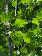 London Planetree