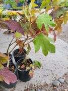 6) Snowflake Oakleaf Hydrangea