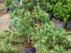 Cedar