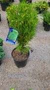Little Giant Arborvitae