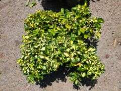 4) Moonshadow Euonymus Shrubs