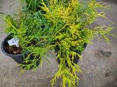 2) False Cypress
