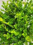 4) Winter Gem Boxwood