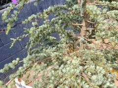 Blue Atlas Cedar