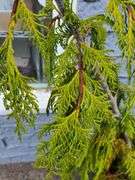Alaskan Cedar