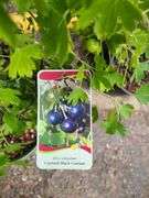 Crandall Black Currant and Bob Gordon Elderberry